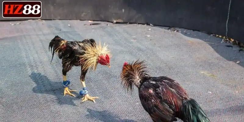 theo-doi-da-ga-cua-dao-hoi-hop